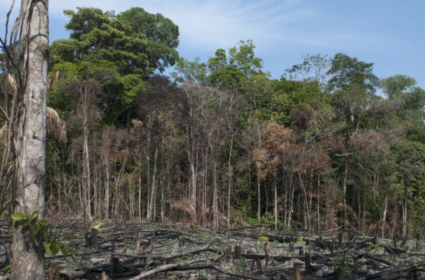  Procuraduría lidera mesa para combatir la deforestación en la Amazonía | Planeta Caracol