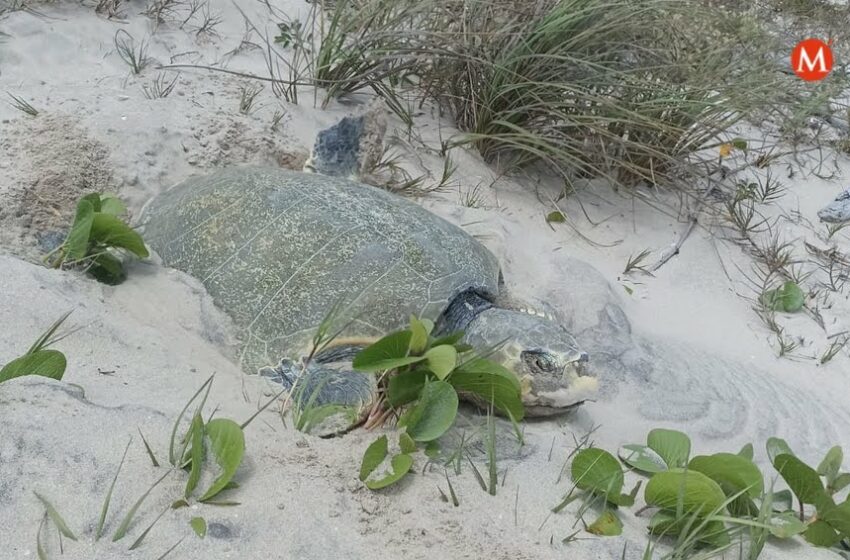  Empieza arribo de tortugas lora a costas de Tamaulipas