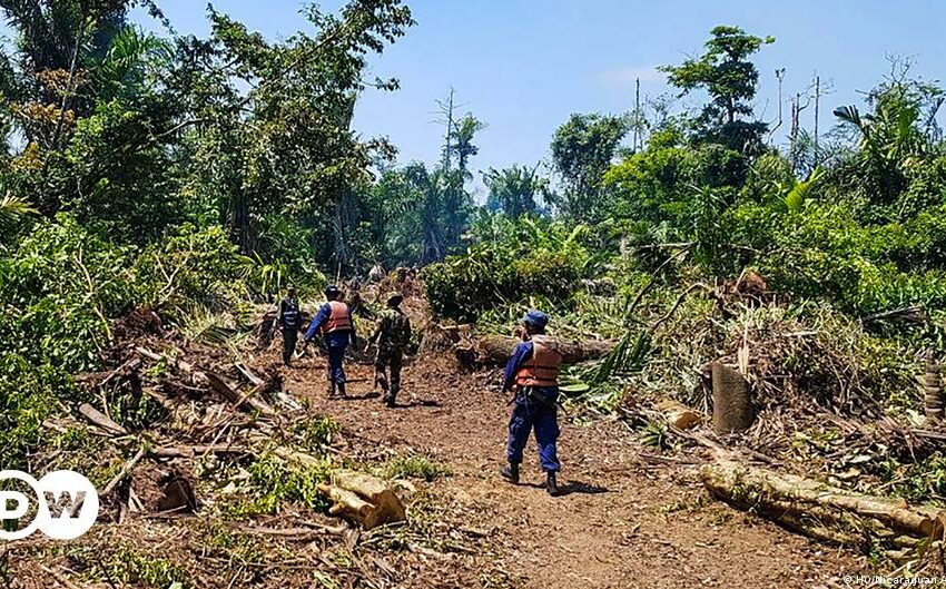  Medio ambiente en 'peligro de extinción' en Nicaragua | Ciencia y Ecología | DW | 09.04.2022