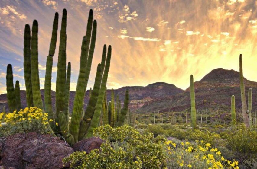  Prevén 34 grados para este domingo en sur y centro de Sonora – Proyecto Puente