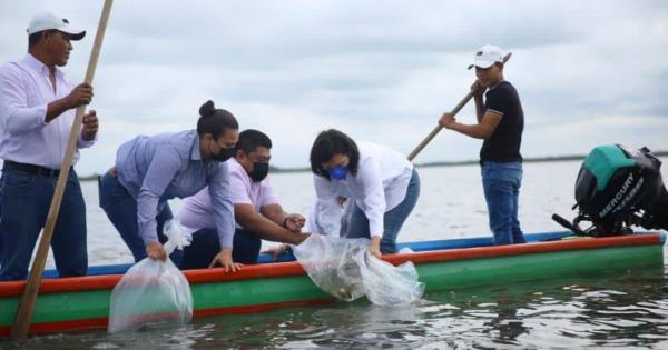  La alcaldesa Yolanda Osuna Huerta liberó 250 mil crías de mojarra tilapia – Diario Presente