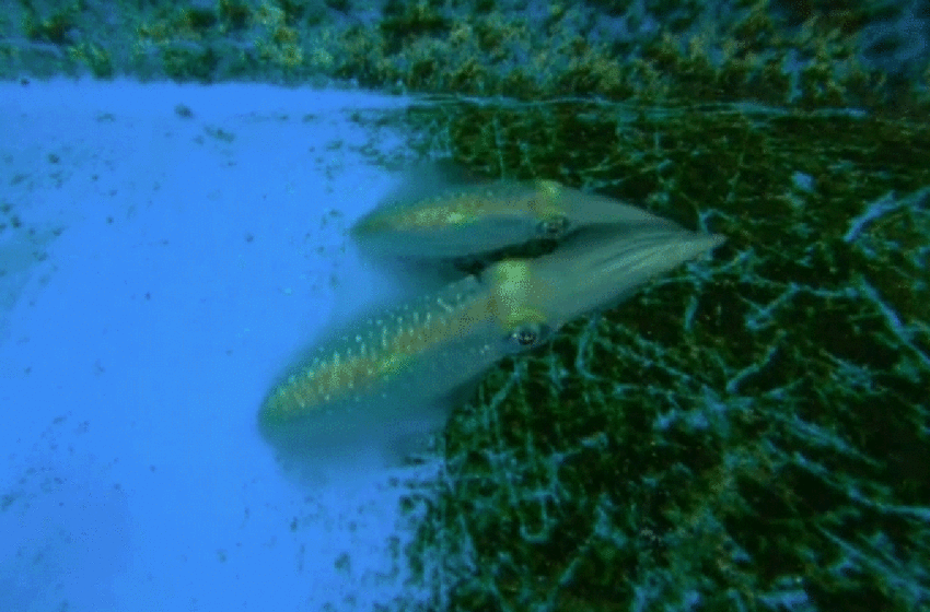  Un extraño vídeo muestra a calamares cautivos cambiando de color para ocultarse a simple vista