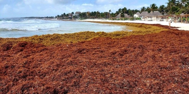  ¡Previo a Semana Santa! Mar de sargazo invade playas de Quintana Roo