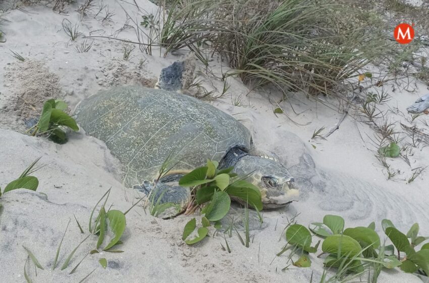  Empieza arribo de tortugas lora a playas Tamaulipas en temporada 2022 – Grupo Milenio