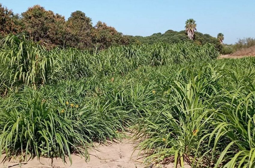  Establecen parcela experimental para la producción de forraje – El Sudcaliforniano