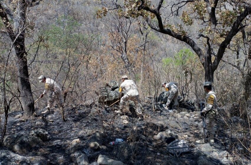  Activan nuevo incendio en la sierra de Álamos, Sonora; se sospecha que fue provocado