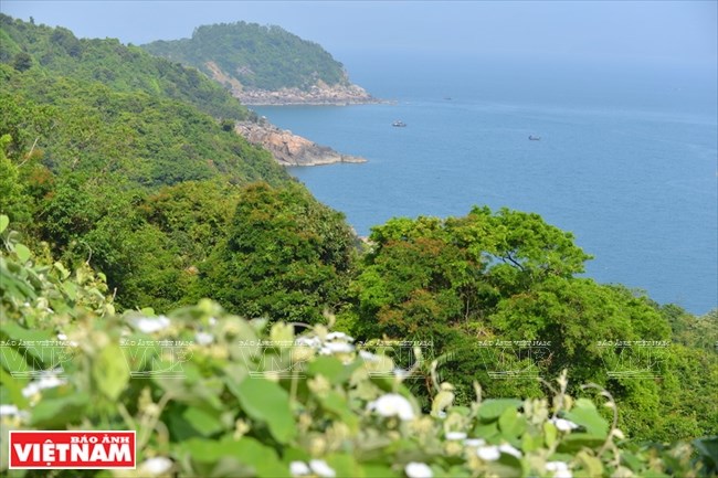  Vida de Douc langur en península de Son Tra | Medio ambiente | Vietnam+ (VietnamPlus)