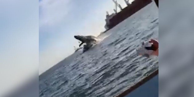  ¡Impactante! Ballena salta fuera del agua y cae sobre yate en Sinaloa (VIDEO)