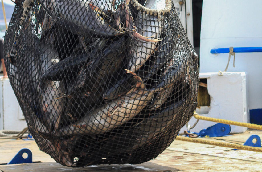  Habrá veda de dos meses para pesca comercial de atunes – La Jornada Baja California