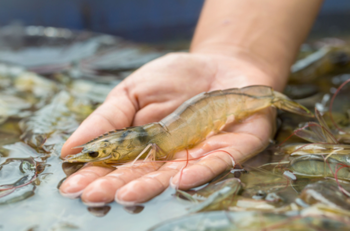  Veda del camarón afecta a más de 10 mil pescadores veracruzanos – Formato Siete