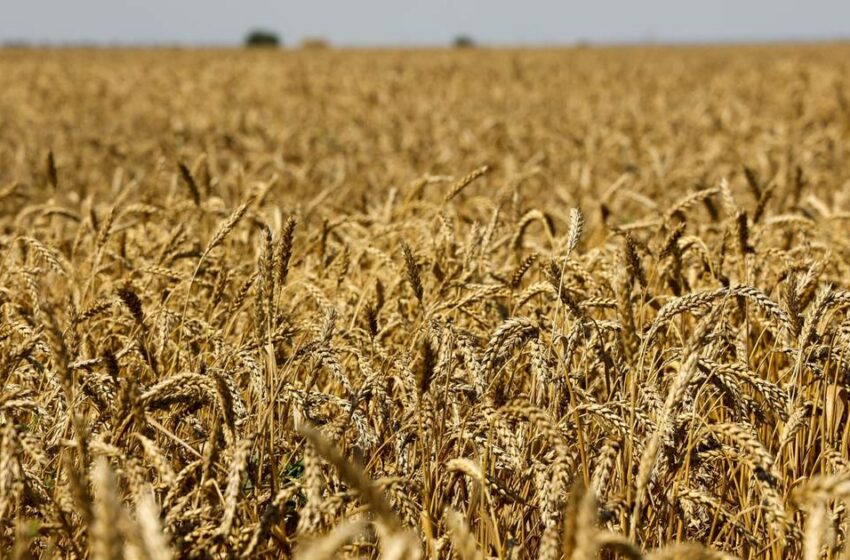  Prohibición en la exportación del trigo de la India muestra escasez en los cultivos