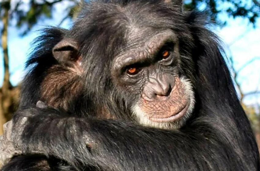  La atroz historia de Frodo, el chimpancé que mató a una niña y se la comió en Tanzania | La Nación