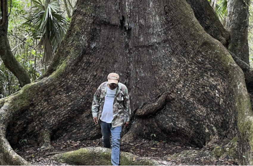  Noh Bec, el hogar de las caobas centenarias busca un futuro más allá de su árbol emblema