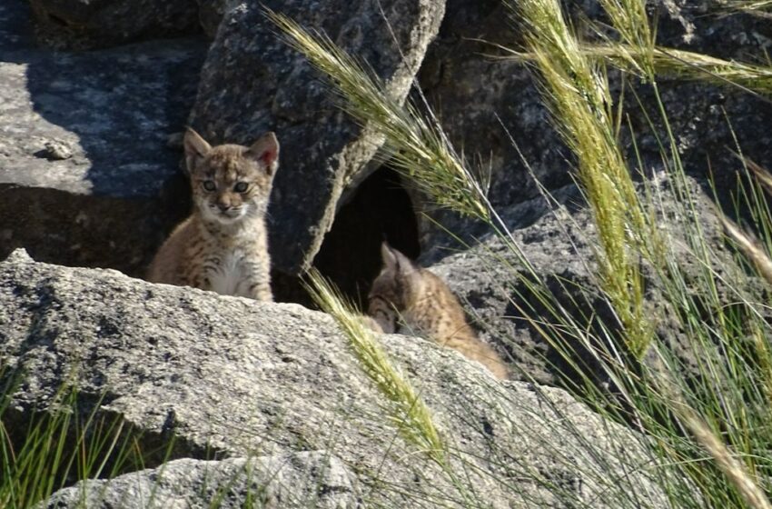  Nacen cuatro crías del lince que perdió una pata en un accidente y se ahogó en una balsa de riego