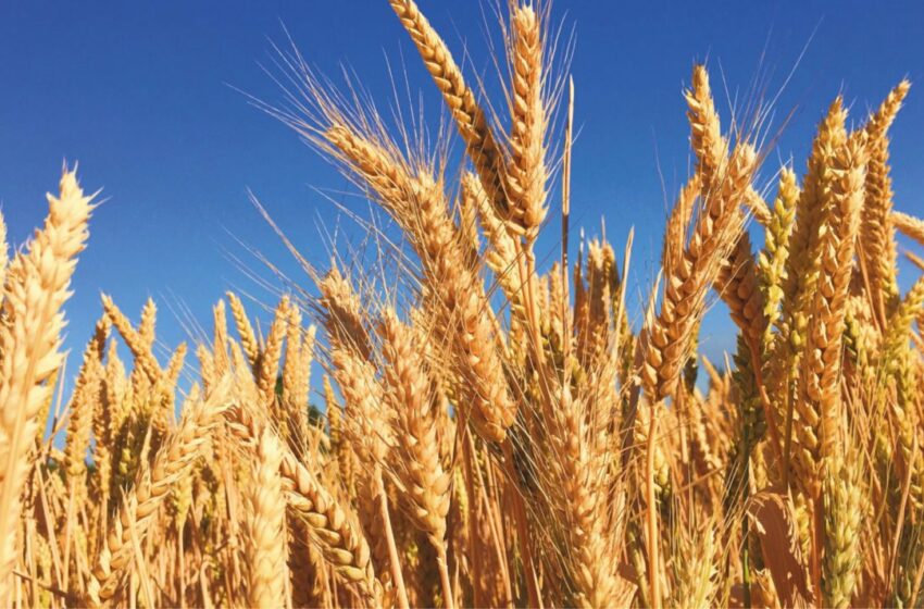  El trigo como grano básico y su importancia a nivel mundial – Forbes México