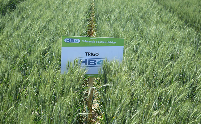  El gobierno nacional aprobó la comercialización del trigo HB4 tolerante a la sequía