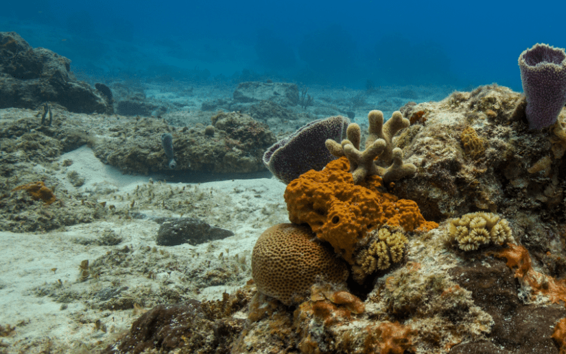  Medio ambiente: Jóvenes presentaron el proyecto "Corazón de mar" – Radio Fórmula QR