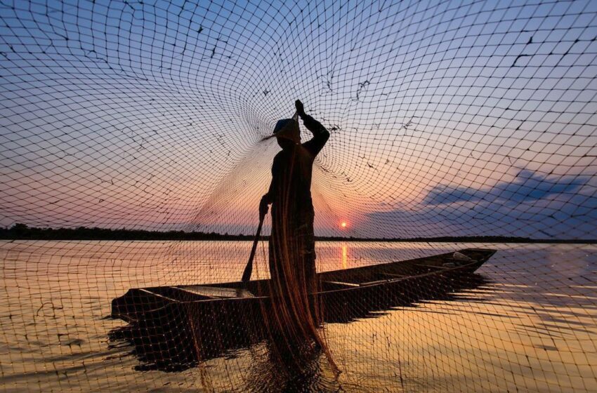  Inexistente combate a pesca ilegal en México, recrimina Oceana – Big Fish