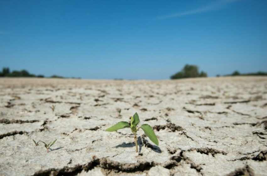  Con la desertificación en el centro de las preocupaciones, se inaugura la COP15 de Abiyán