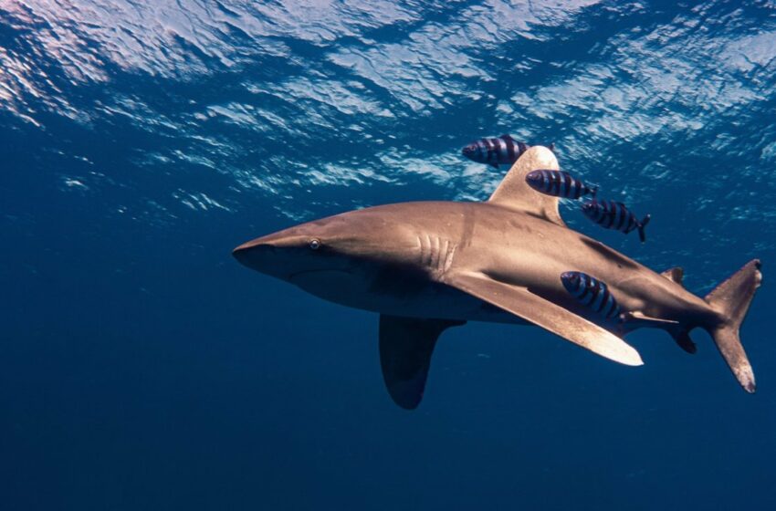  Un nuevo estudio sugiere que el tiburón blanco contribuyó a la extinción del megalodón