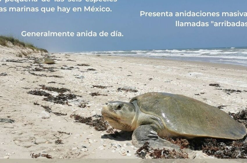 Anidan 5 mil tortugas lora en playa de Rancho Nuevo, en Tamaulipas – Big Fish