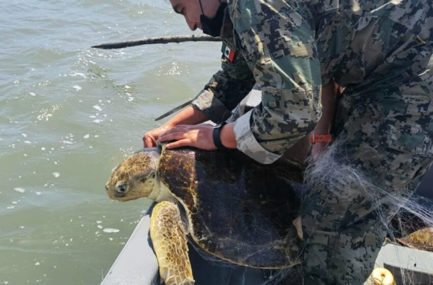  Rescatan a 6 tortugas marinas atrapadas en una red cerca del río Tuxpan – Noticieros Televisa