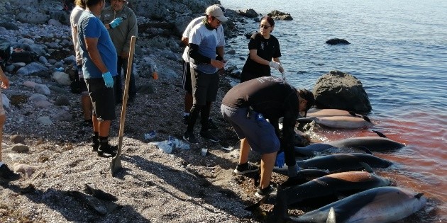  Treinta delfines mueren en Baja California Sur