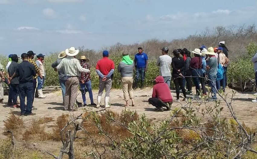  En Escuinapa capacitan a grupo yaqui de Sonora en reforestación estuarina – Periódico Noroeste