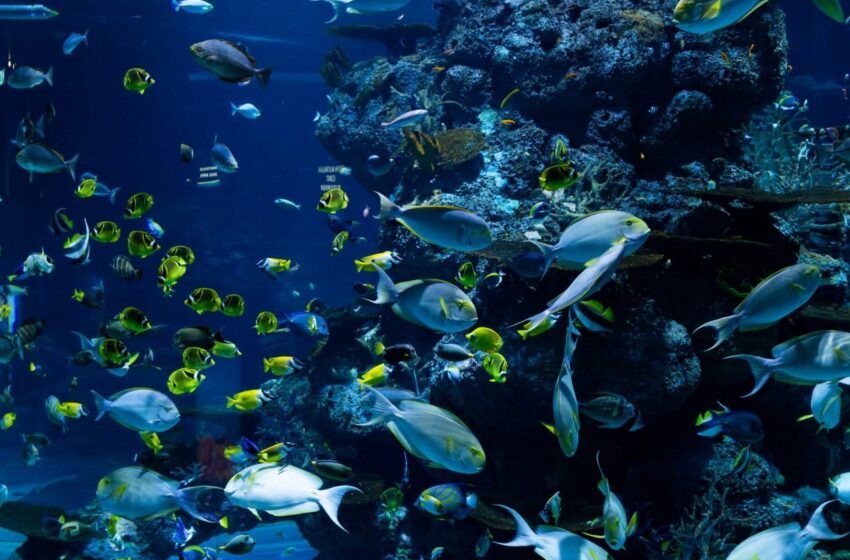  CAF destinará 1,250 mdd para proteger océanos de Latam y el Caribe – Forbes México