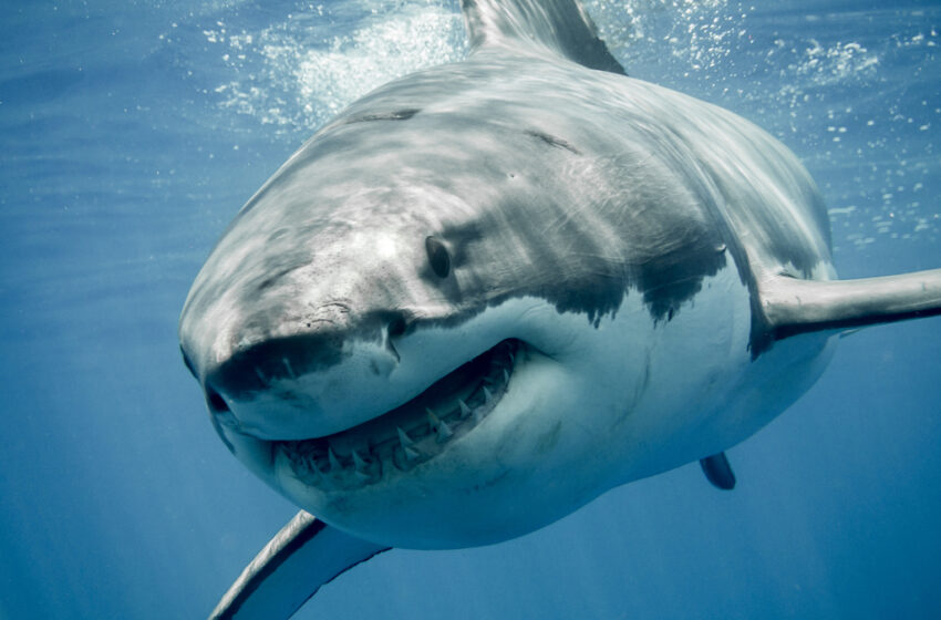  El tiburón blanco orilló al temible megalodón a la extinción hace millones de años, sugiere un estudio