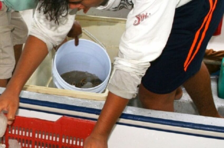  Expectativas en la pesca de langosta en Río Lagartos – Diario de Yucatán