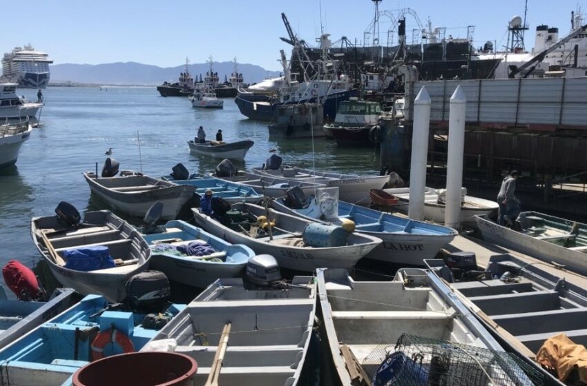  Pescadores de Ensenada continúan esperando sus permisos para atún – El Imparcial