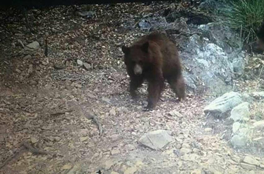  Alertan por avistamientos de osos en Bacoachi, Sonora; atacaron a dos vacas – El Universal