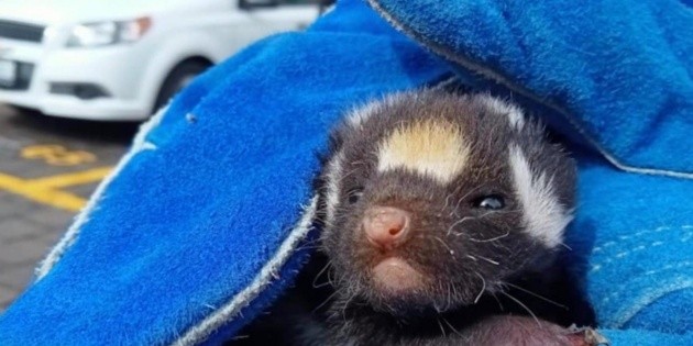  Rescatan a Pepe Le Pew en el patio de una casa de Querétaro