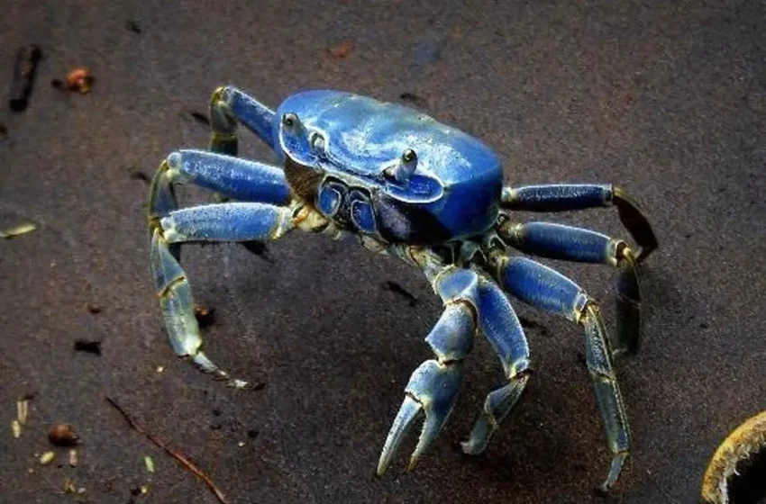  Cosas que probablemente no sabías del cangrejo azul que rescatan en la Riviera Veracruzana