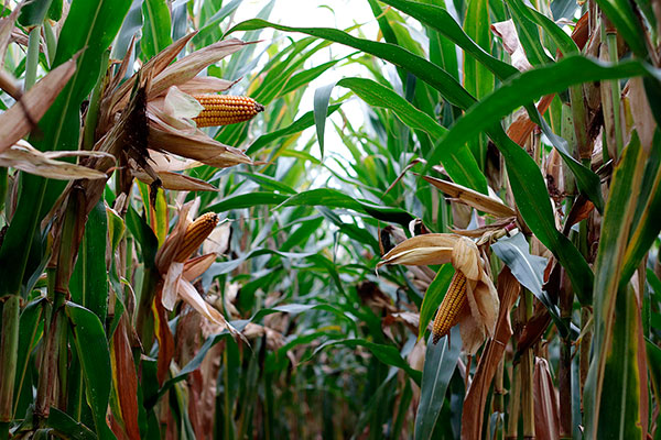  Técnicas de cultivo ancestrales ayudarían a bajar precios de alimentos – Radio Fórmula QR