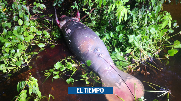  Denuncian muerte de manatíes por razones desconocidas en Puerto Wilches – Medio Ambiente