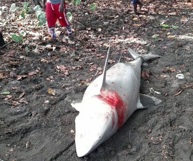  Medio Ambiente actúa contra granja porcina y por muerte de tiburón blanco – DiarioDigitalRD