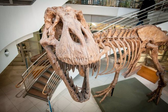  ¿Hay una o tres especies de Tiranosaurio Rex? Sigue el debate
