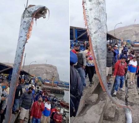  Un enorme pez espátula de 5,8 metros está pescando en la costa de Chile, los residentes …