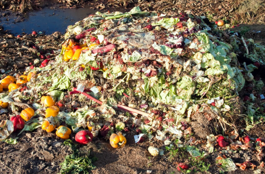  Cada año 931 millones de toneladas de comida se desperdician en el mundo, alerta FAO