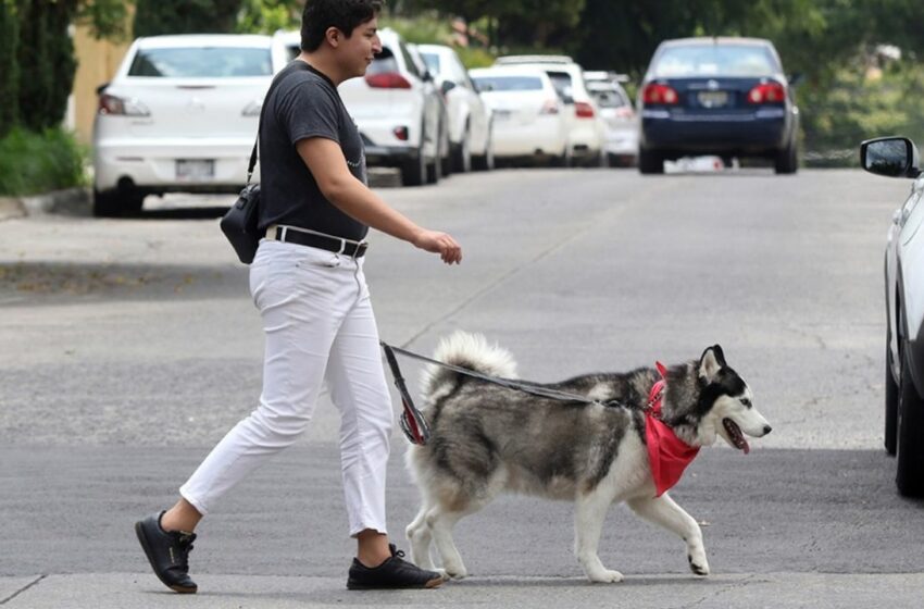  Los perros lideran la industria de las mascotas en el país | Periodico El Vigia