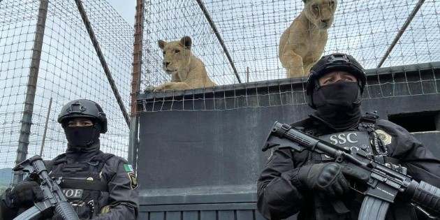  Tras reportes, cierran refugio con leones y tigres maltratados en la CDMX