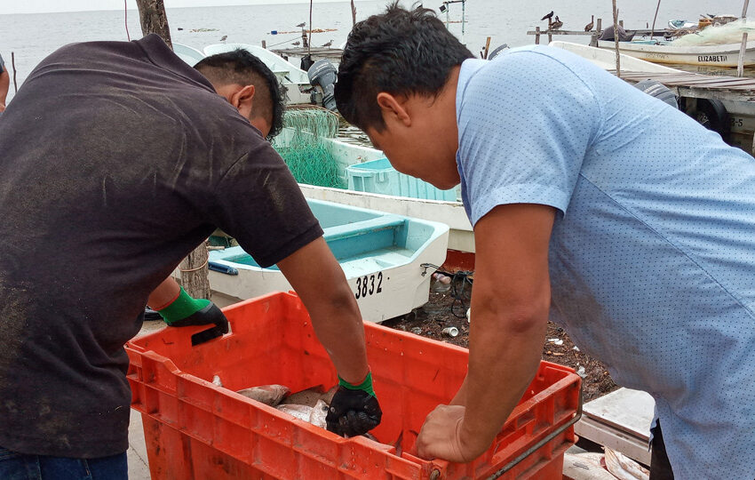  Pescadores en Lázaro Cárdenas con una mala captura de langosta por pesca furtiva …