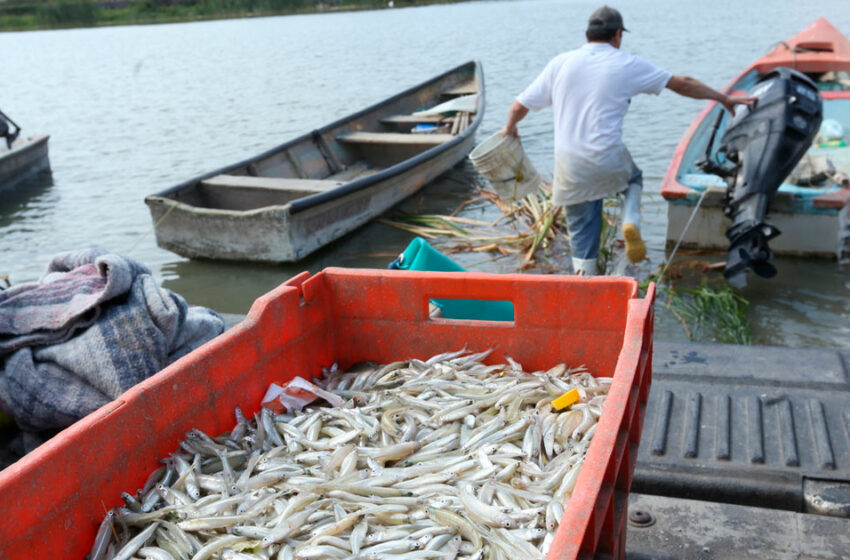  Controlan narcos también la pesca en noroeste de México – Luces del Siglo