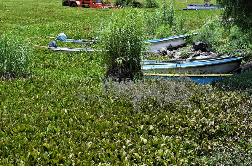  Pescadores de Yuriria urgen apoyo para detener proliferación de lirio en la Laguna