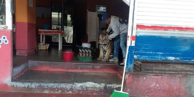  ¡Qué susto! Tigre se mete a un local de tacos en Hidalgo