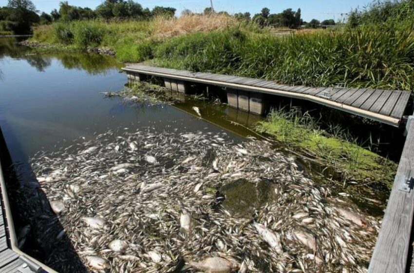  Alemania y Polonia buscan la causa de la muerte masiva de peces en el río Oder