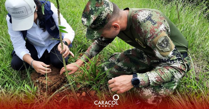  40.000 árboles sembrados en zonas afectadas por minería ilegal en Quindío | Armenia