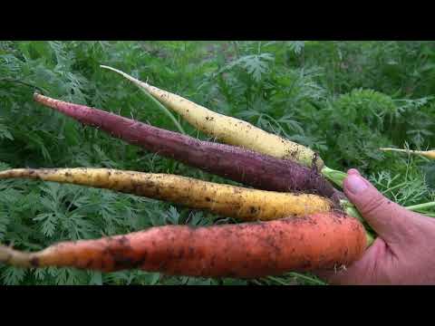  Zanahorias moradas y jalapeños púrpuras: Huerto produce nutritivos alimentos orgánicos – Uno TV